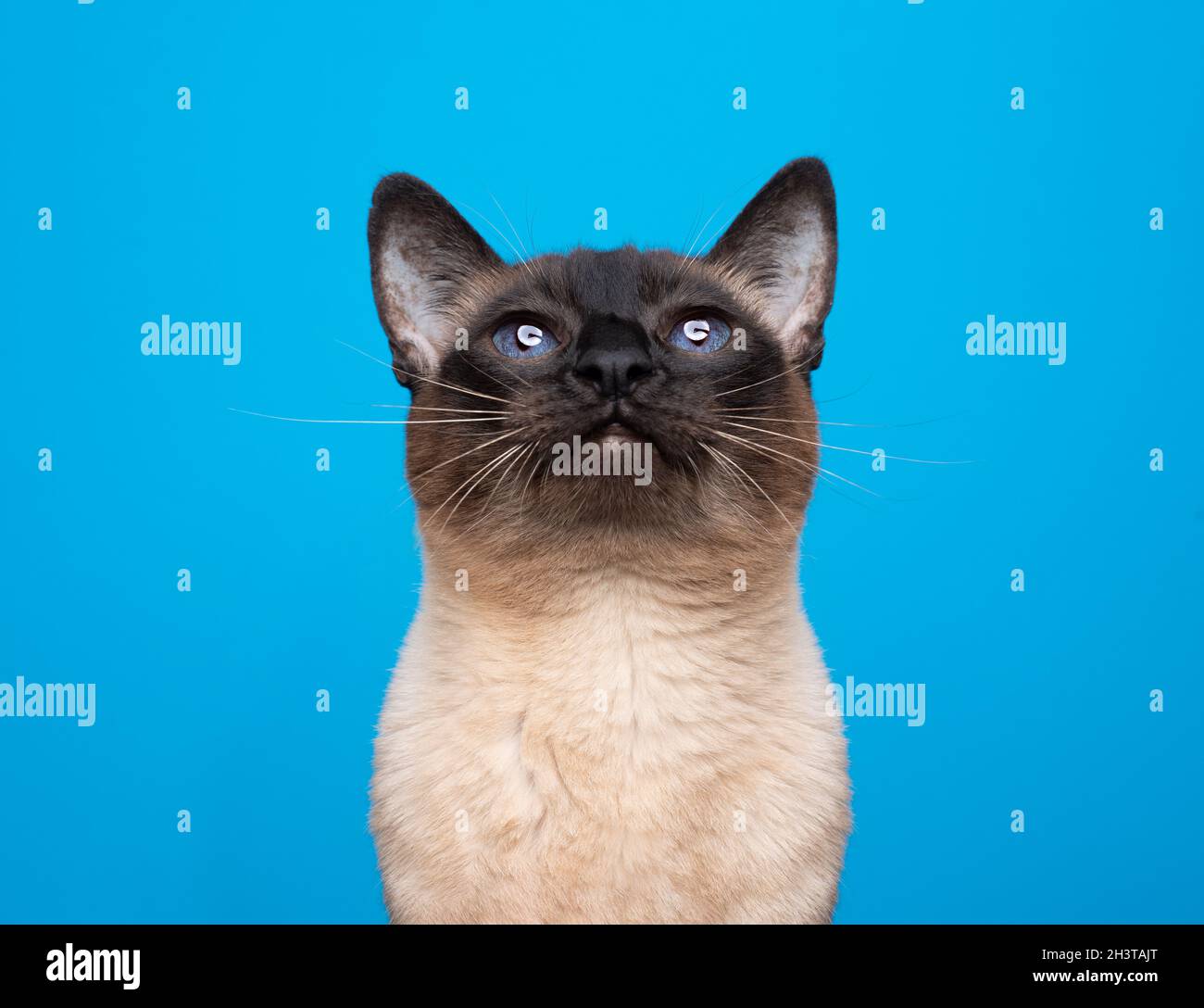 curioso punto de foca siamese gato retrato con ojos azules mirando hacia  arriba sobre fondo azul Fotografía de stock - Alamy