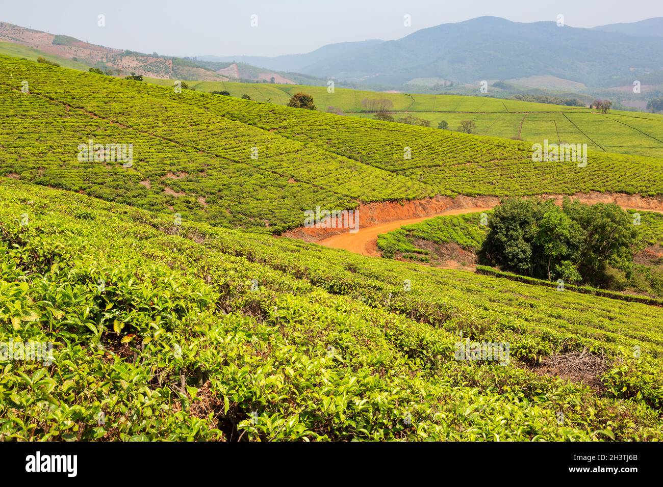 Plantaciones de té fuera de Tzaneen, Limpopo, Sudáfrica Foto de stock