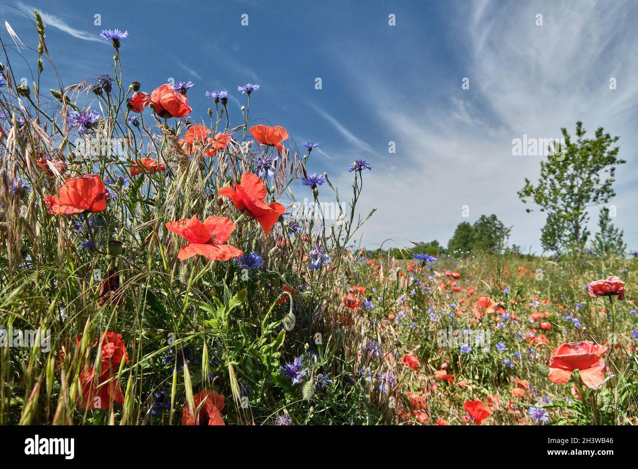 Prado de floración en verano. Foto de stock