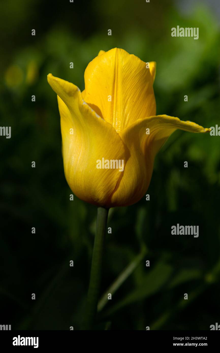 Flor de tulipanes con hojas amarillas en campo de tulipanes para diseño de concepto de decoración de belleza de postal. Foto de stock