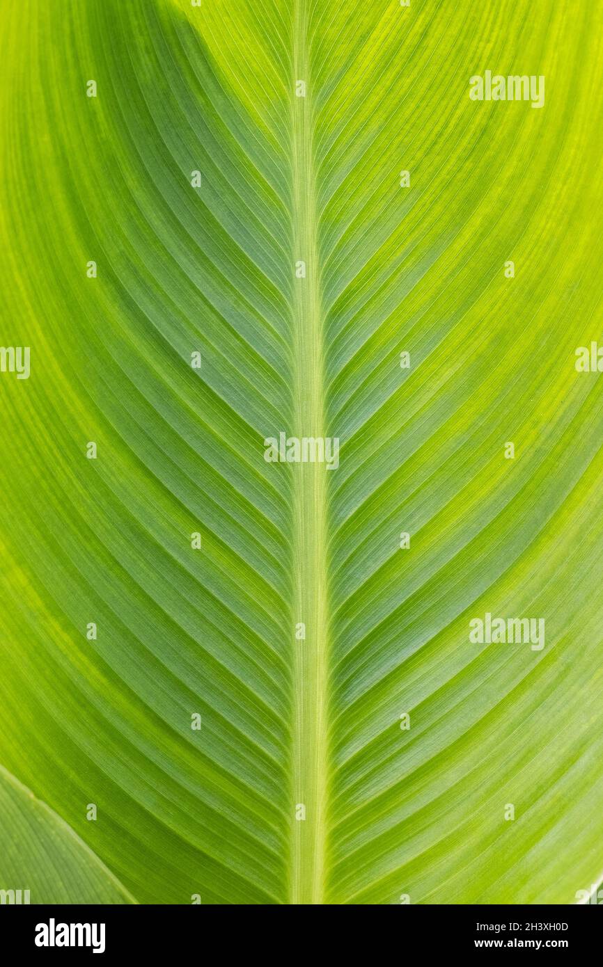 Canna leaf closeup Foto de stock