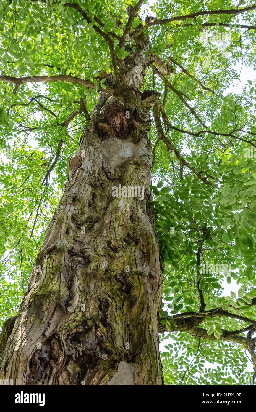Antiguo árbol de sándalo, vista hacia arriba Foto de stock