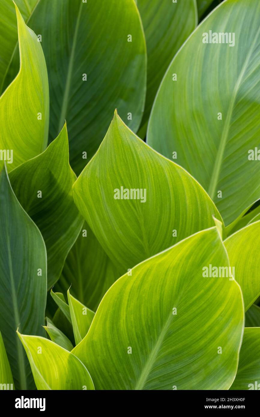 Canna verde hojas de fondo Foto de stock