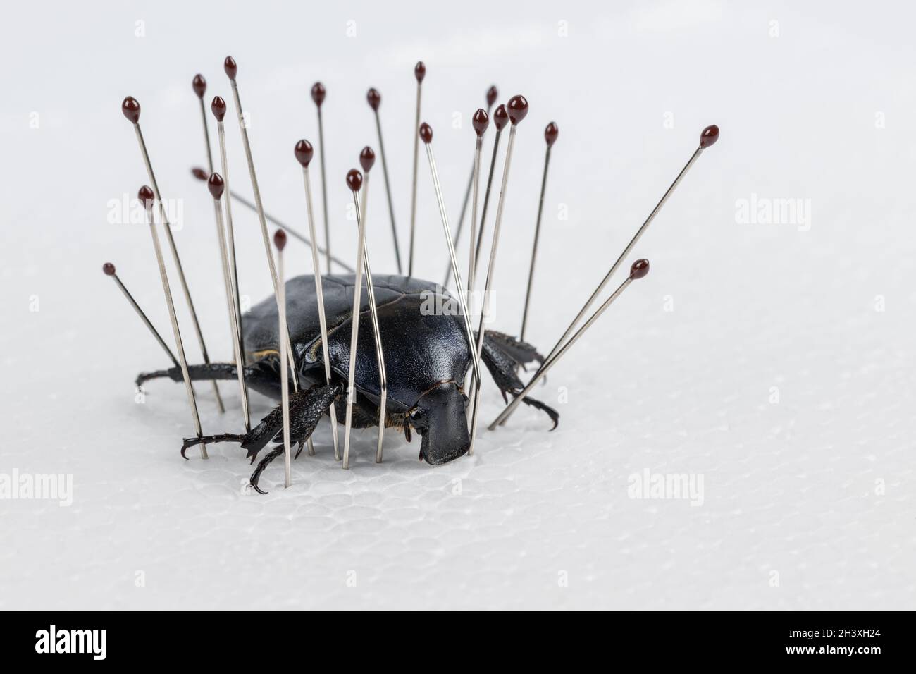 Escarabajo darkling closeup, la elaboración de especímenes de insectos Foto de stock