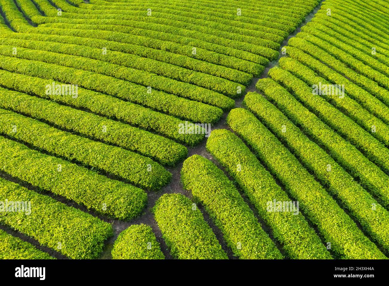 cierre de la plantación de té a primera hora de la mañana Foto de stock