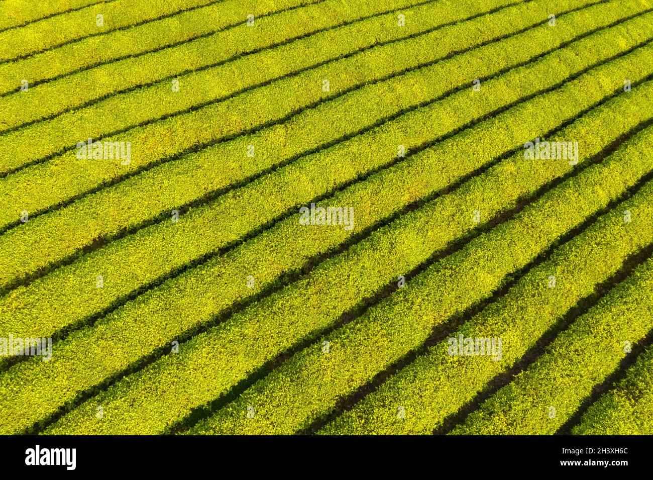 Plantación de té a primera hora de la mañana Foto de stock