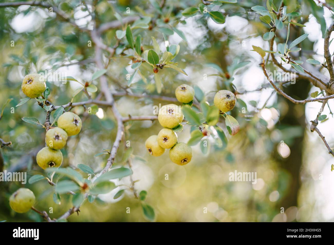 Pequeñas manzanas verdes en las ramas de los árboles en el jardín