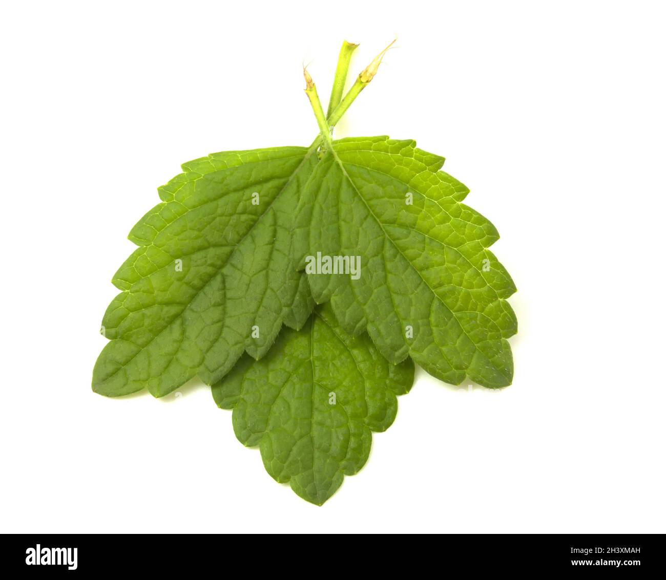 Tres hojas de menta aisladas sobre fondo blanco. Planta aromática para añadir bebidas y comidas. Foto de stock