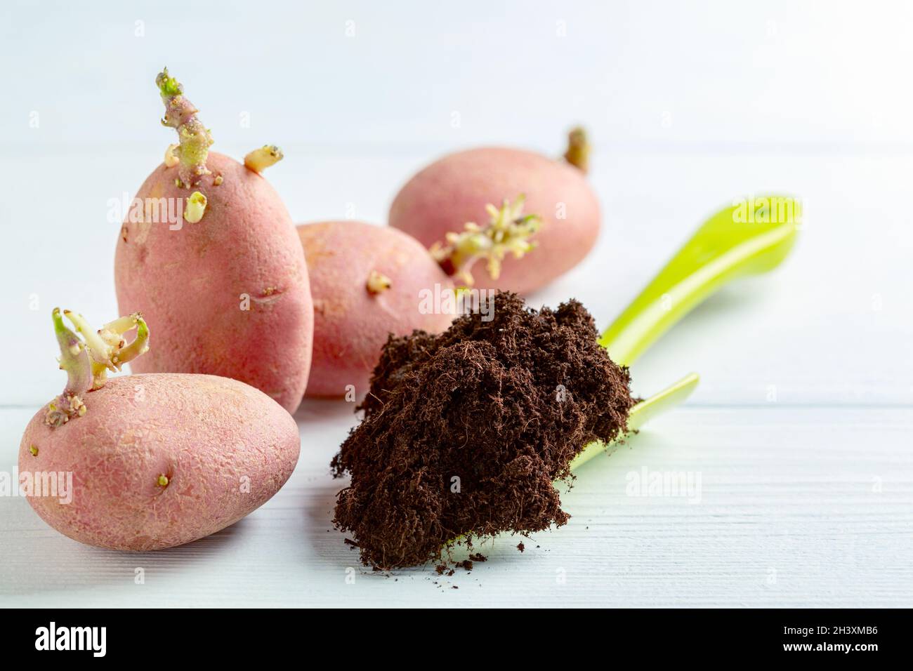 Las patatas germinadas y la tierra para plantar. Foto de stock