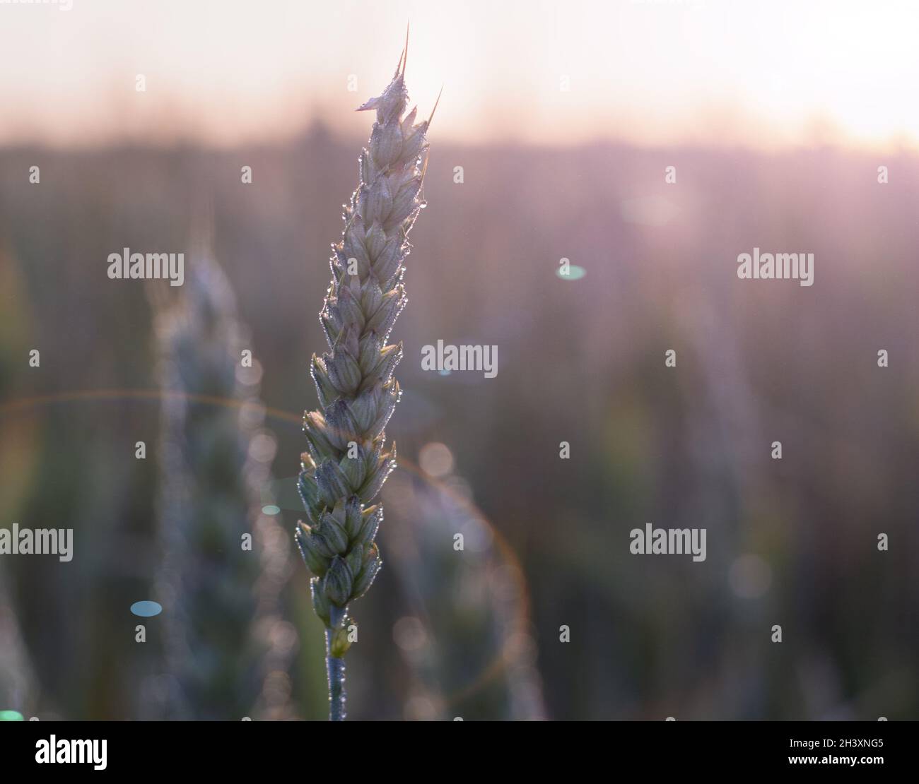 Spikelet de trigo en el rocío de la mañana en el fondo del sol brillante de la mañana, resplandor en el lente, fondo desenfocado, selectivo Foto de stock