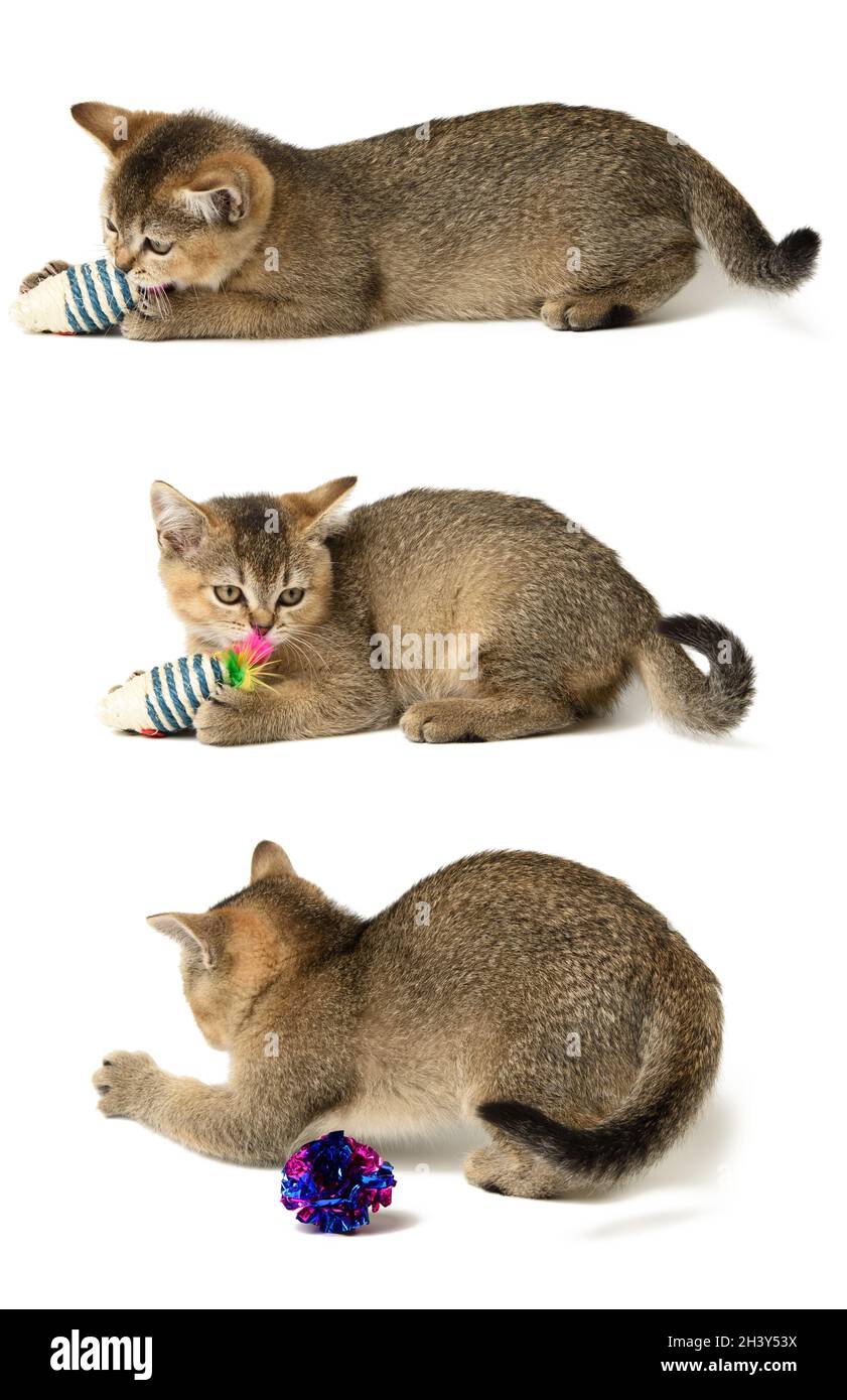 Gatito lindo chinchilla escocesa raza recta, gato jugando sobre fondo blanco Foto de stock