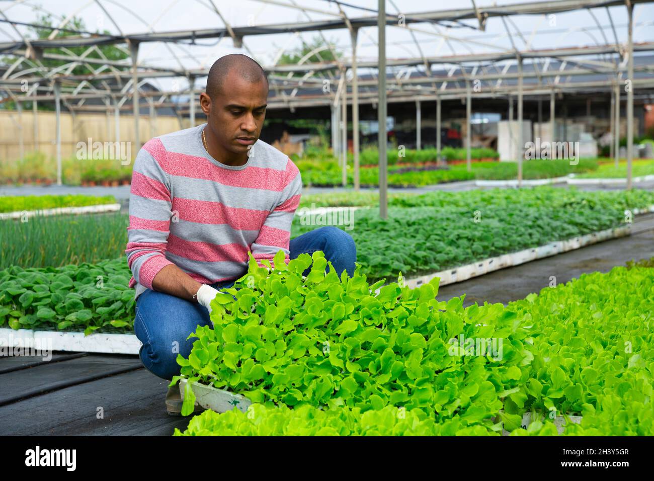 Agricultor latinoamericano que comprueba las plántulas de hortalizas de hoja Foto de stock