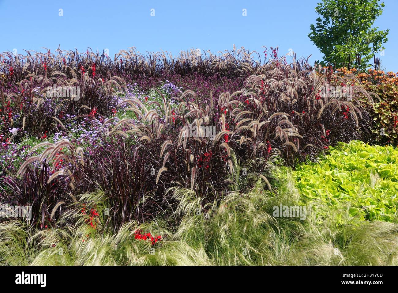 Pennisetum glaucum Purple Majesty, chinese Fountaingrass Foto de stock