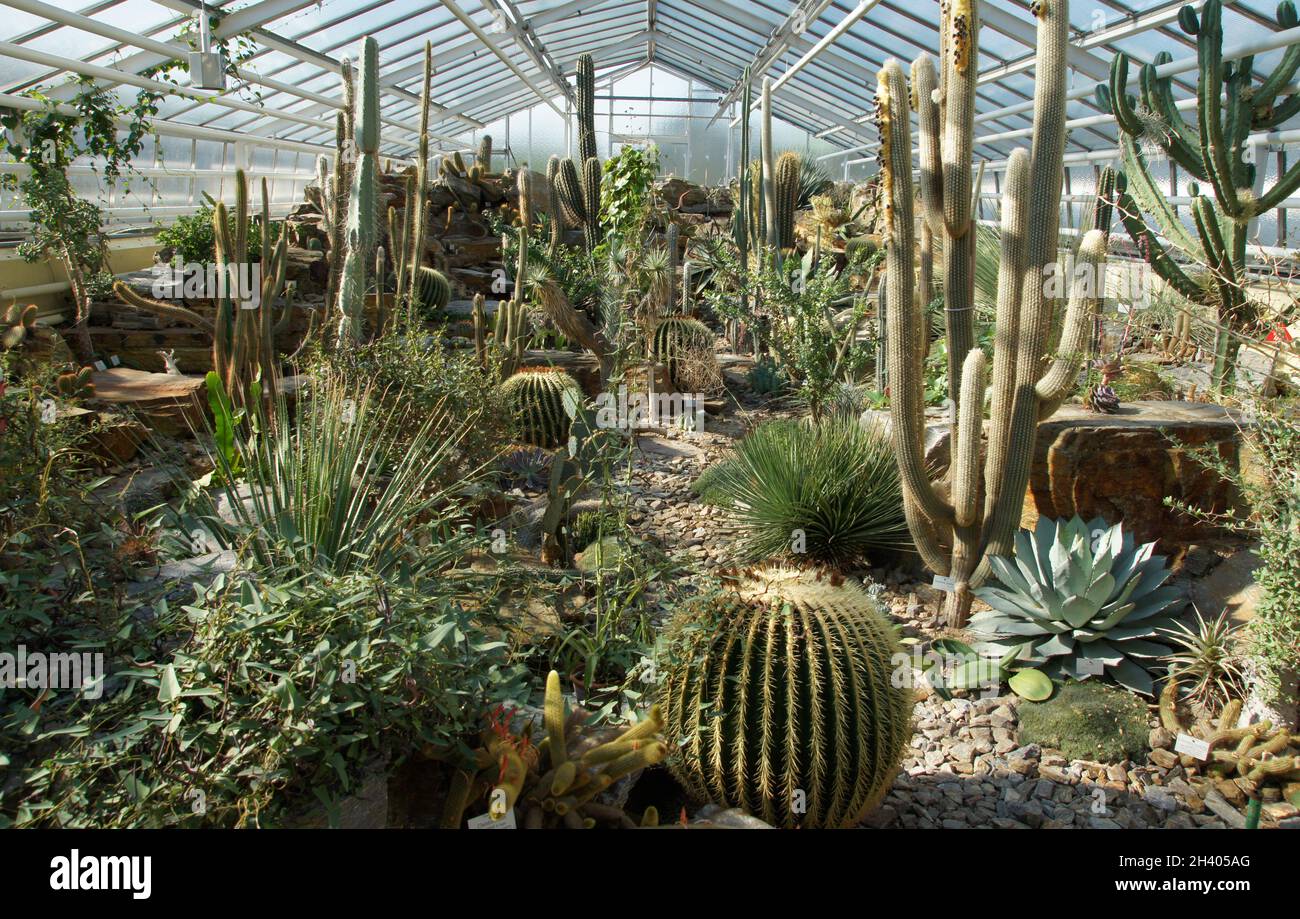 Invernadero con cactusos Foto de stock