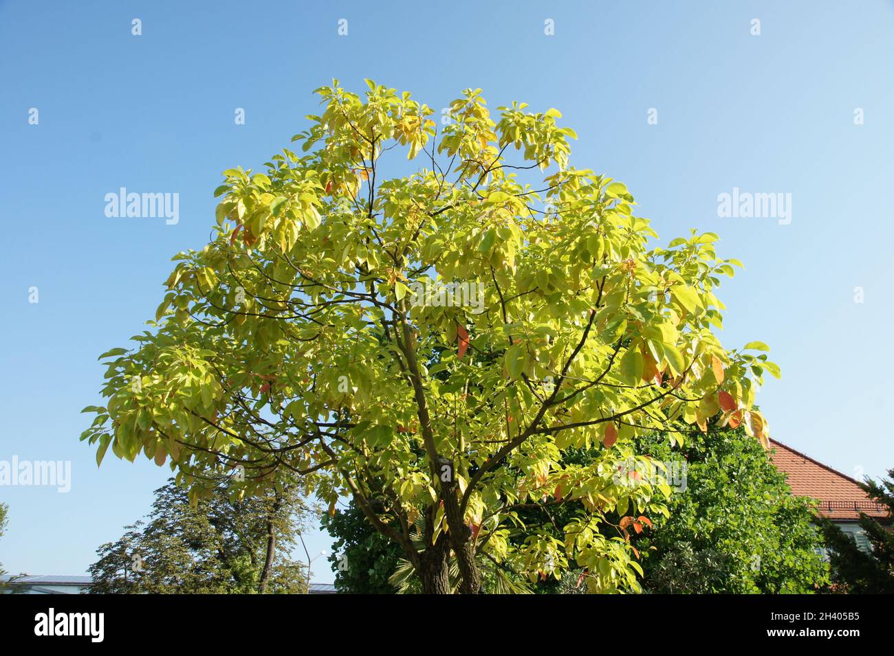 Cinnamomum camphora, árbol del alcanfor Foto de stock