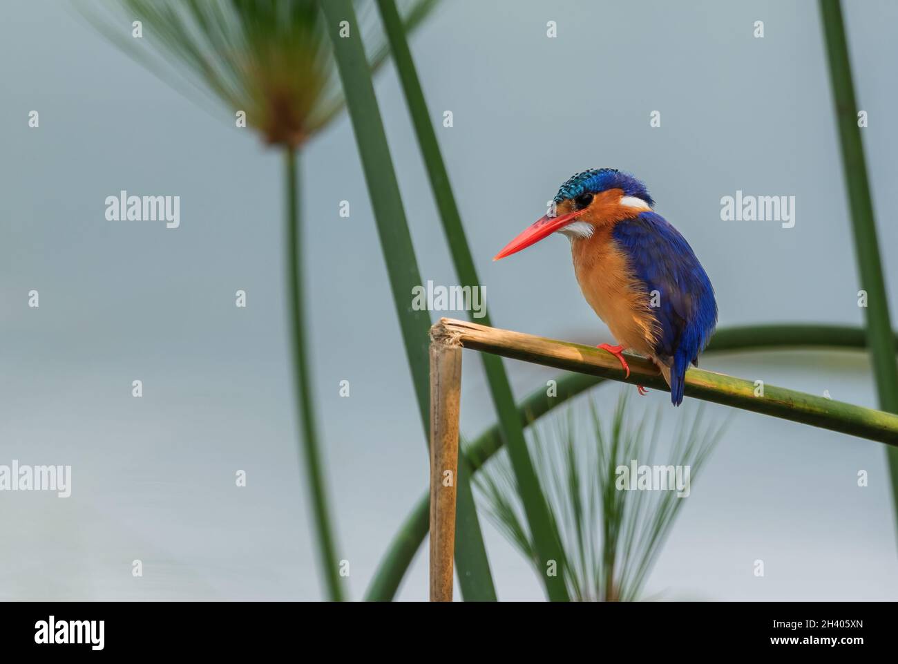Malachite Kingfisher - Alcedo cristata, hermoso pequeño río azul y naranja kingfisher de los ríos africanos y el manglar, Queen Elizabeth NP Foto de stock