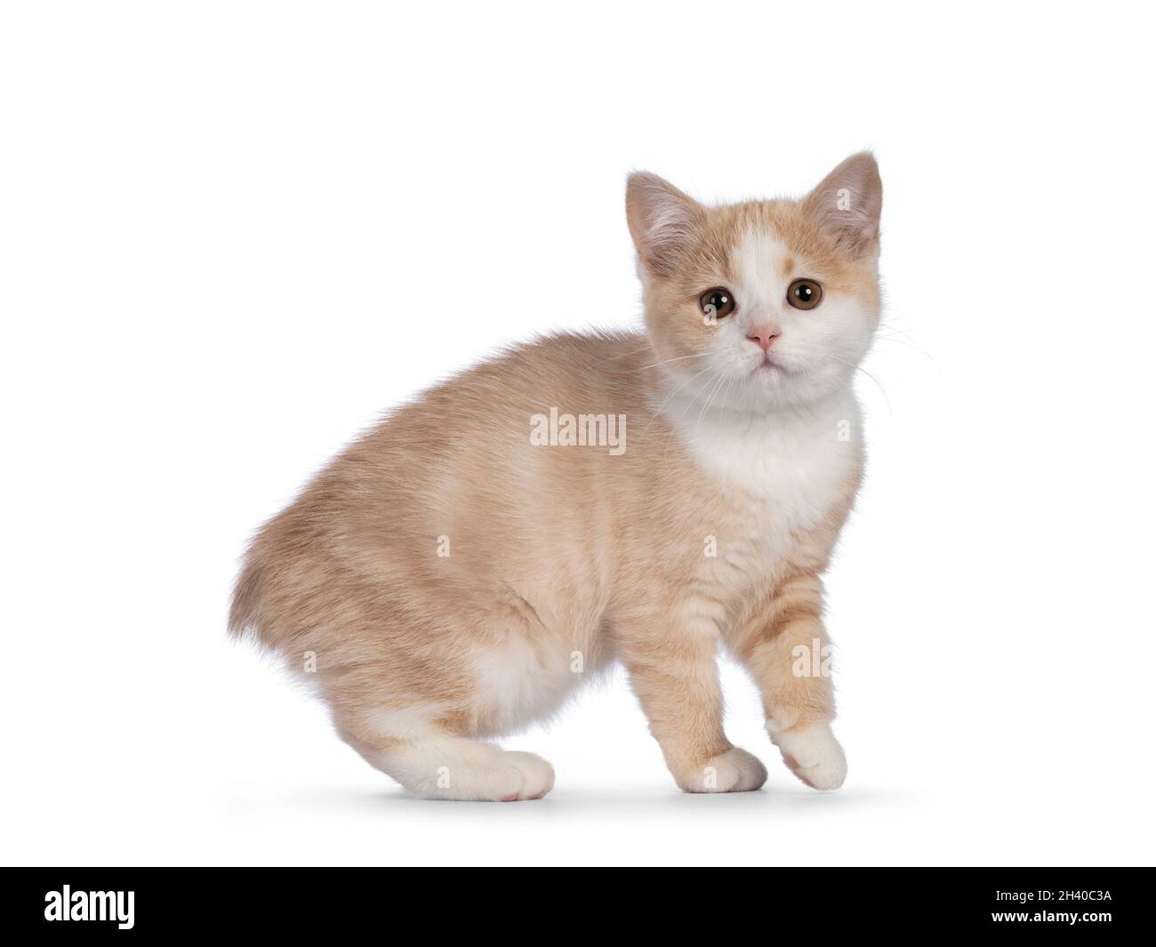 Adorable gatito de gato Manx, girando hacia la cámara. Mirando hacia la cámara con ojos dulces de droopy. Aislado sobre fondo blanco. Foto de stock