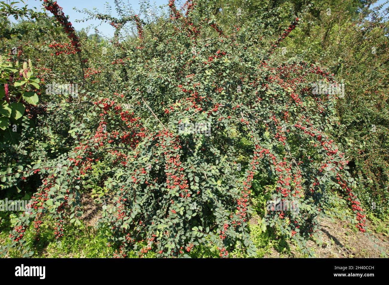 Cotoneaster Multiflorus, cotillón vistoso Foto de stock