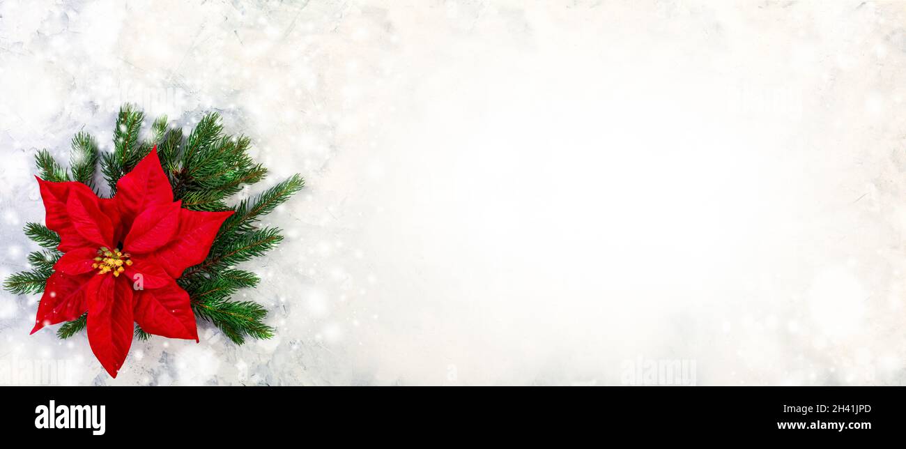 Composición navideña con poinsettias rojas y ramitas de abeto. Foto de stock