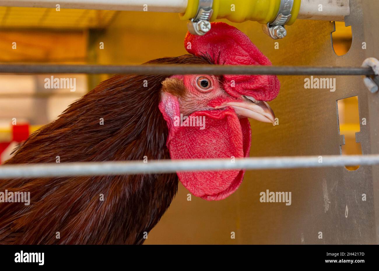 Retrato de un gallo rojo en una jaula Foto de stock