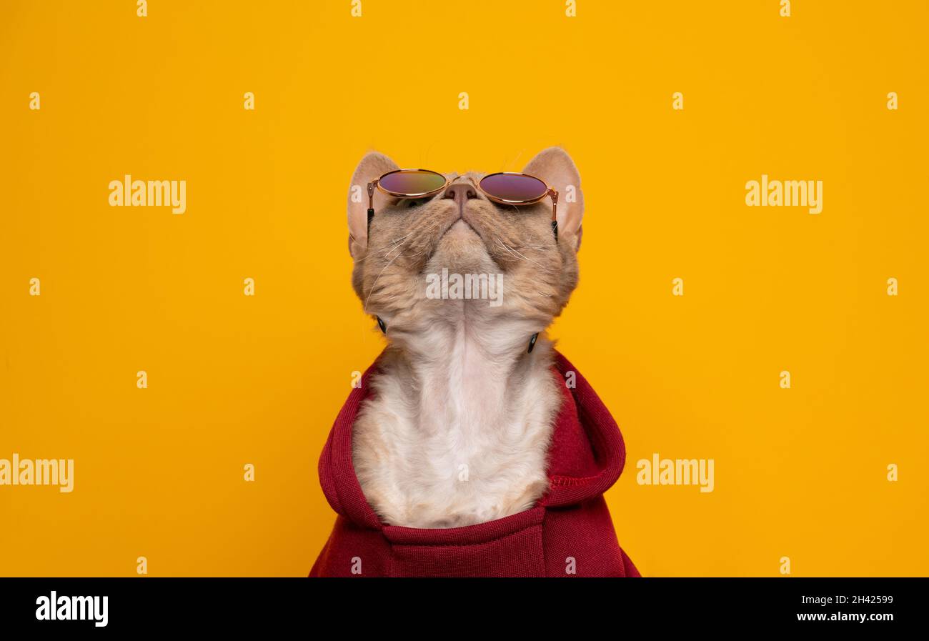 retrato de gato fresco. gato fawn lila devon rex vestido con capucha roja y  gafas de sol mirando hacia arriba el espacio de copia curiosamente  Fotografía de stock - Alamy