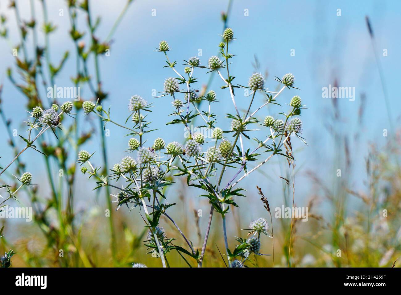 La planta medicinal silvestre Sea Holly o Eryngium. Eryngium palmatum Fotografía de stock Alamy