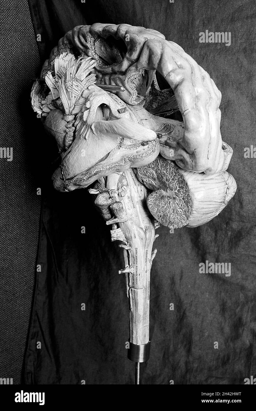 Modelo anatómico del cerebro humano, papel mache, francés, siglo 19th  Fotografía de stock - Alamy