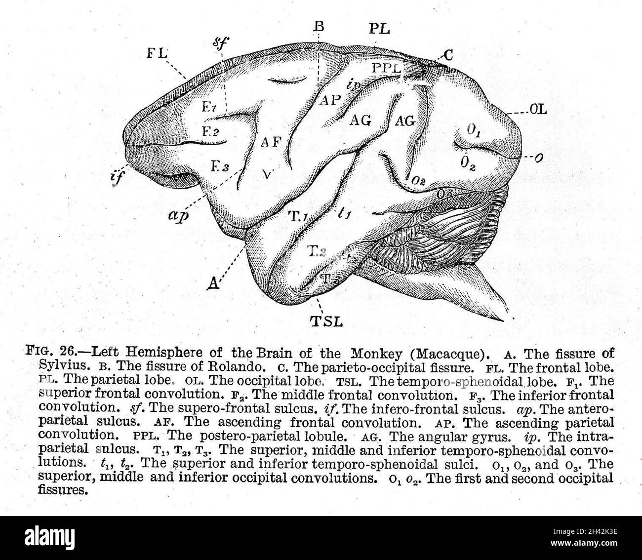 Funciones cerebrales de cada hemisferio Imágenes de stock en blanco y ...