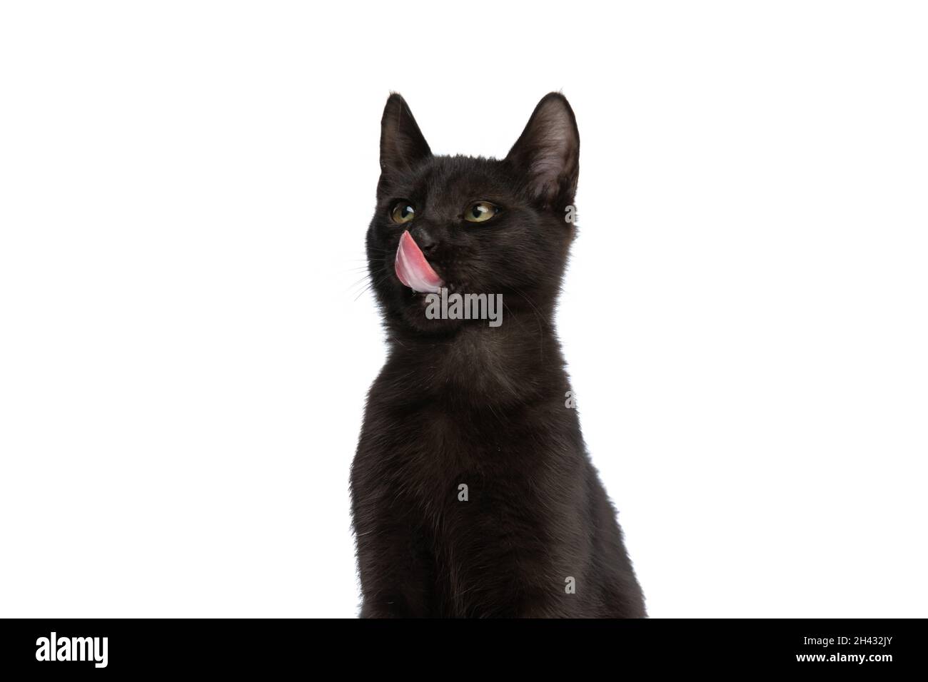 hermoso gato negro mirando hacia arriba y hacia el lado, teniendo hambre y  lamiendo la nariz mientras se sienta aislado sobre fondo blanco en el  estudio Fotografía de stock - Alamy