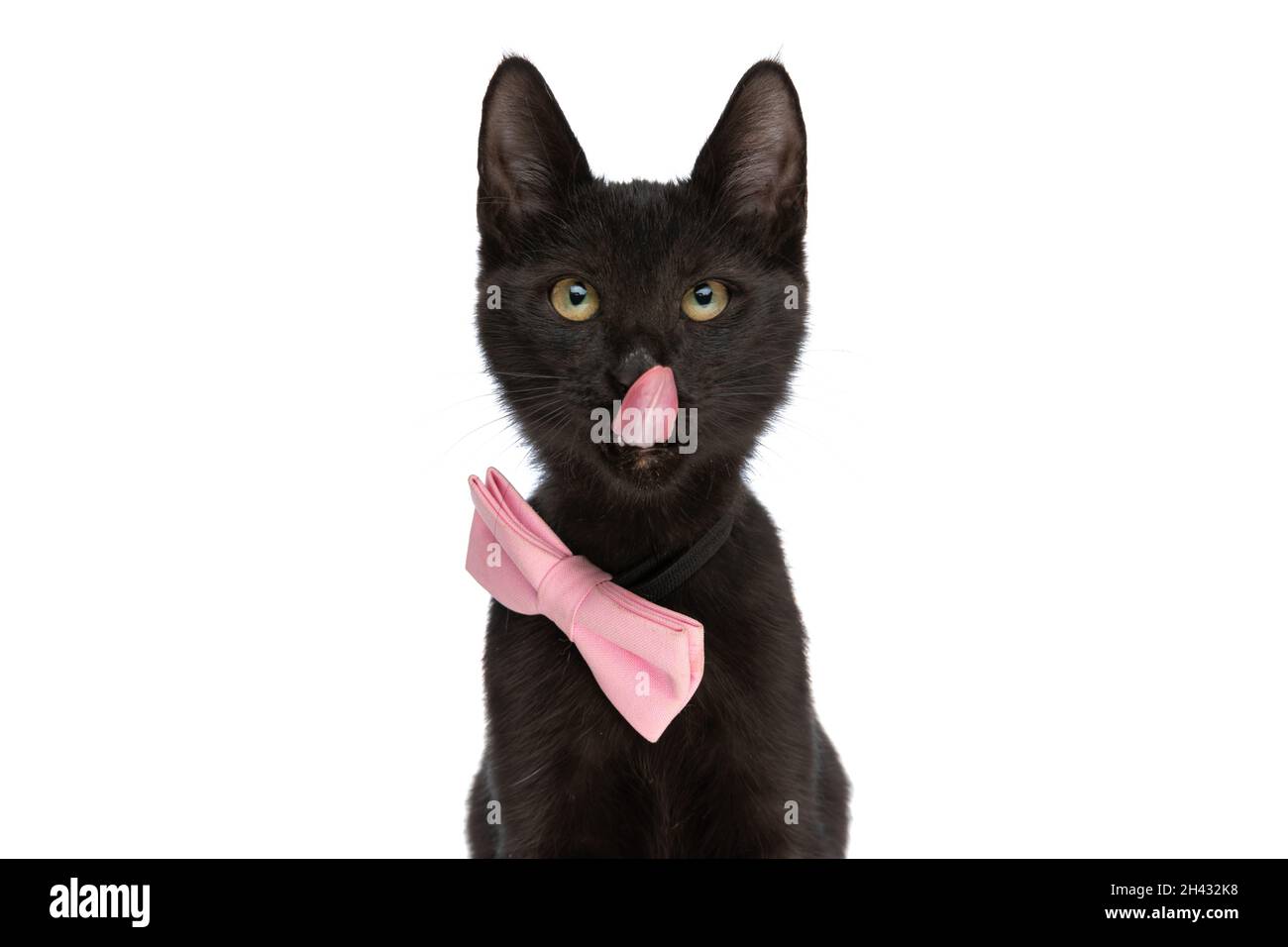 encantador gato negro metis con pajarita rosa, mirando hacia arriba,  lamiendo la nariz y sentado aislado sobre fondo blanco en el estudio  Fotografía de stock - Alamy