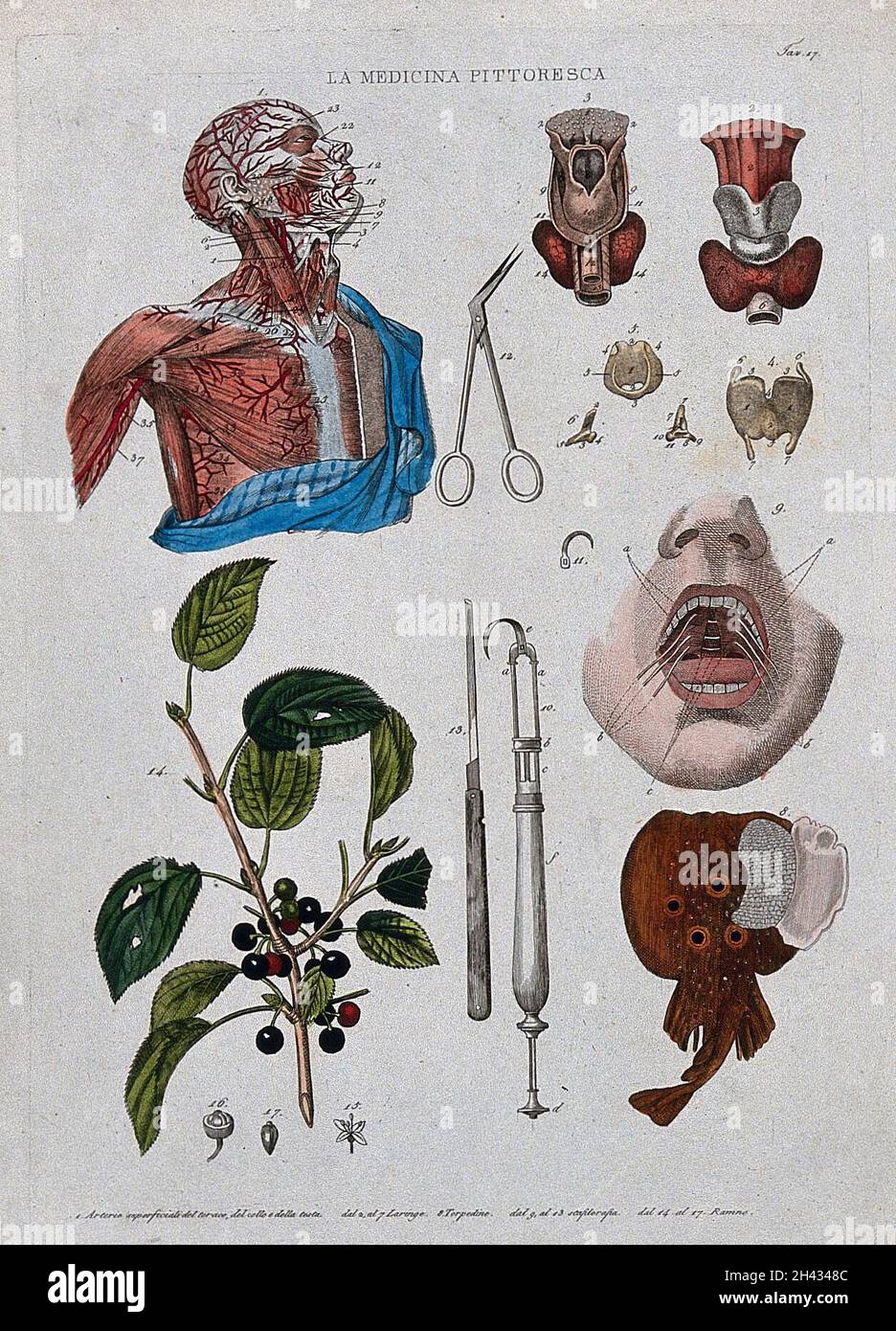 Anatomía y botánica; parte superior izquierda, cabeza disecada pecho que muestra las arterias; parte superior central; tijeras; parte superior derecha, laringe; abajo a la izquierda, follaje; abajo al centro, instrumento médico;