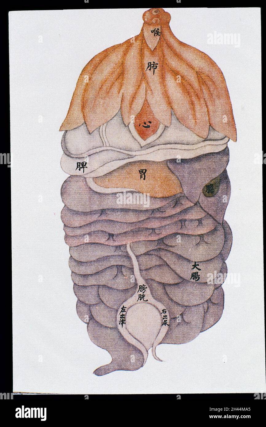Dibujo anatómico de las vísceras, vista frontal, 18/C17 Chino Fotografía de  stock - Alamy