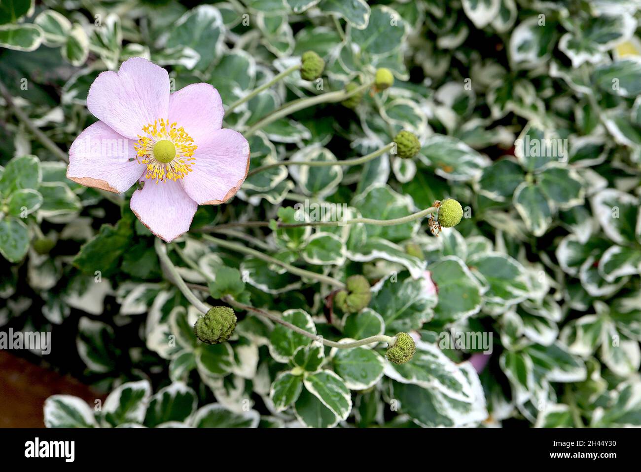 Anémone x hybrida 'September Charm' Anémone japonesa September Charm – flores sencillas de color rosa muy pálido con amplios márgenes blancos, octubre, Inglaterra, Reino Unido Foto de stock