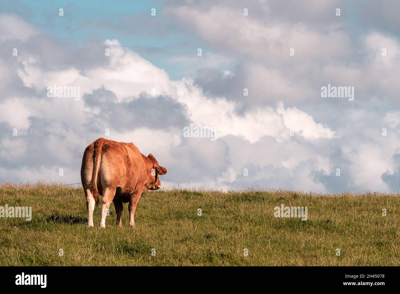 Una vaca francesa solitaria en un prado de Etretat, con el cielo en el fondo con nubes dramáticas Foto de stock