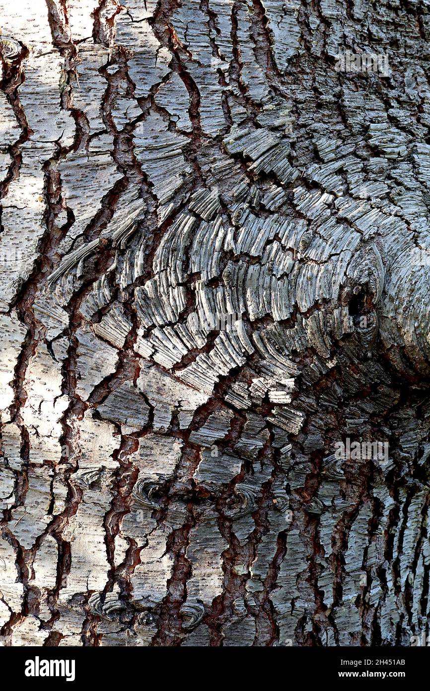 Cedrus atlantica Atlas Cedro – remolinos en espiral de corteza gris buff  agrietada, octubre, Inglaterra, Reino Unido Fotografía de stock - Alamy