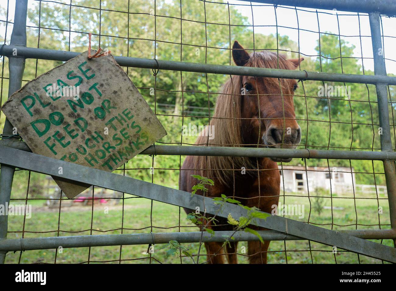 El caballo marrón pequeño mira hacia fuera a través de la puerta del campo con la señal que pide no alimentar o tocar. Foto de stock