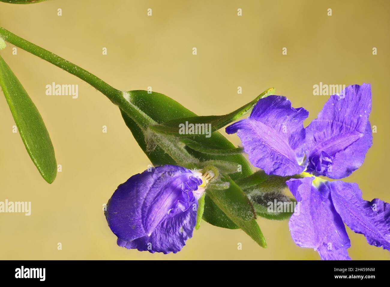 Macro vista de las flores aisladas de Dampiera y follaje en tallo Foto de stock