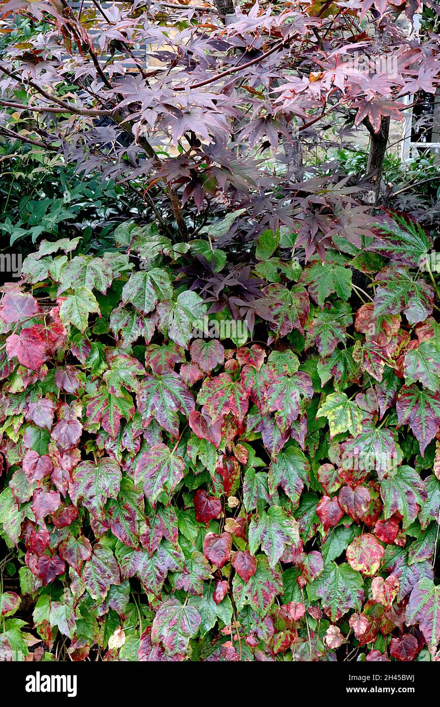 Parthenocissus tricuspidata “Brook Beverley” Boston ivy Beverley Brook – mediana de tres lóbulos borgoña, rojo oscuro, castaña y hojas de color verde medio, Reino Unido Foto de stock