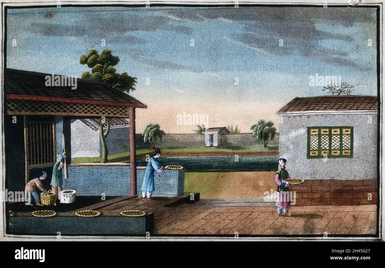 Una plantación de té en China: Trabajadores moliendo té y rodándolo en bolas. Gouache, China, 1800/1850. Foto de stock