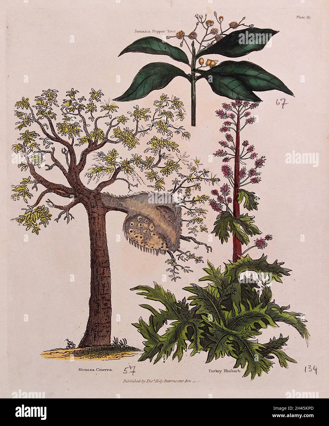 Un árbol gallado (Mimosa cinerea), un árbol de pimienta de Jamaica (Pimenta  dioica) y una planta de ruibarbo de pavo (Rheum palmatum). Grabado de  color, c. 1827 Fotografía de stock - Alamy