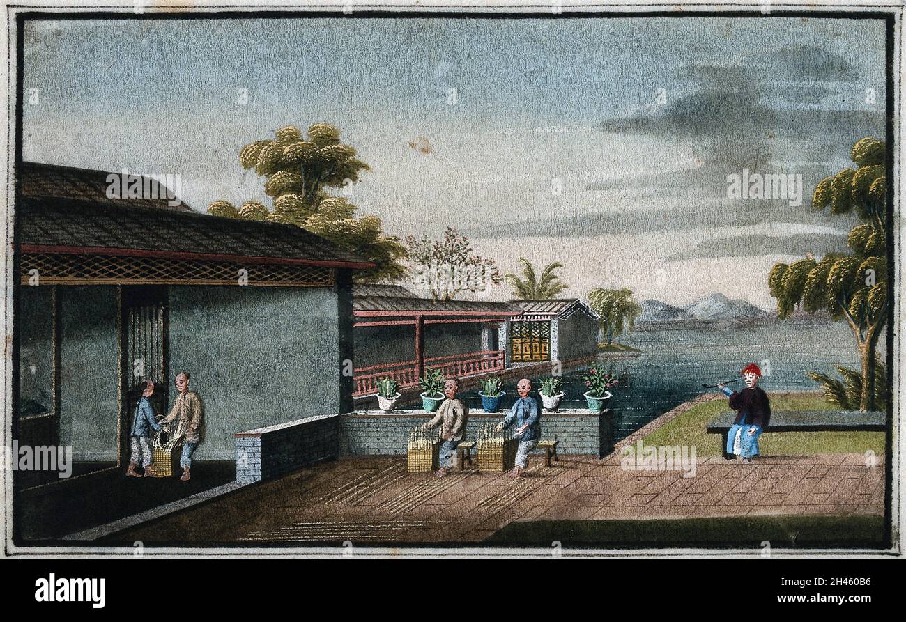 Una plantación de té en China: Se muestran a los trabajadores tejiendo cestas. Gouache, China, 1800/1850. Foto de stock