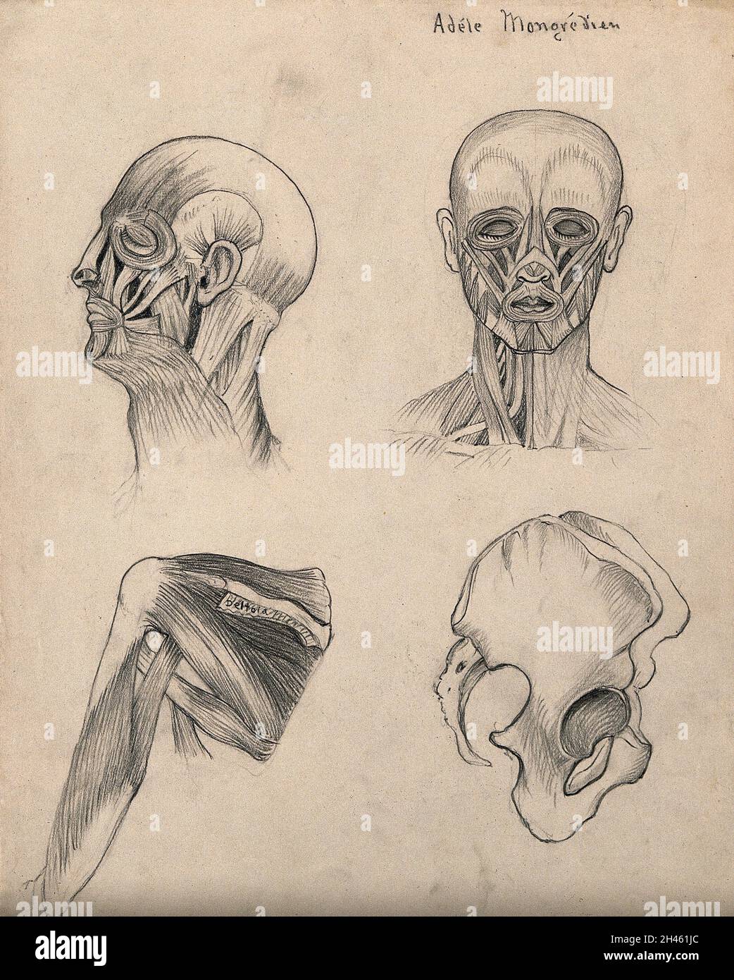 Músculos de la cabeza, la cara y el hombro, con una vista lateral del hueso  pélvico: Cuatro figuras. Dibujo a lápiz por A. Mongrédien, ca. 1880  Fotografía de stock - Alamy