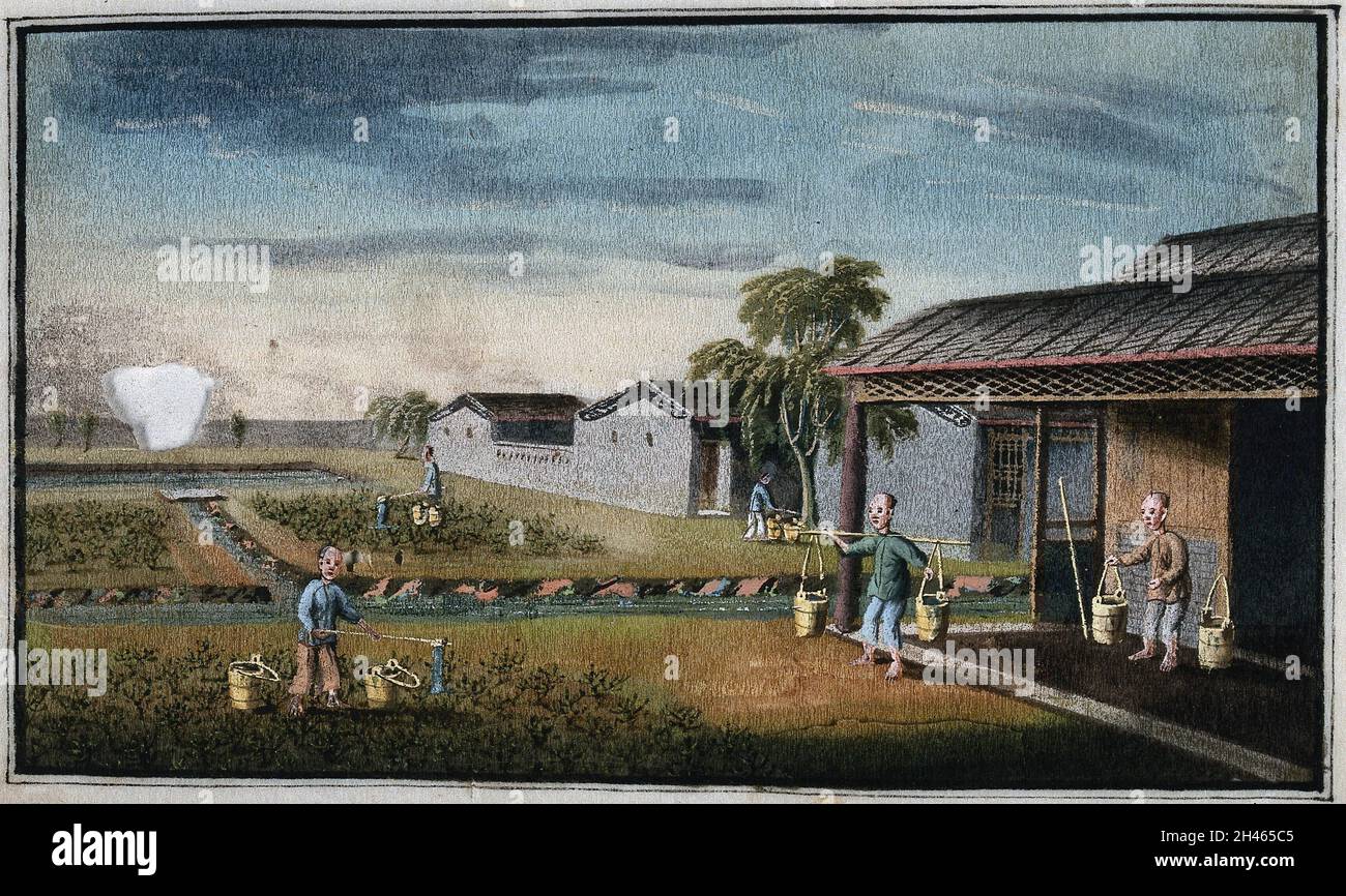 Una plantación de té en China: Los trabajadores regan las plantas de té jóvenes. Gouache, China, 1800/1850. Foto de stock