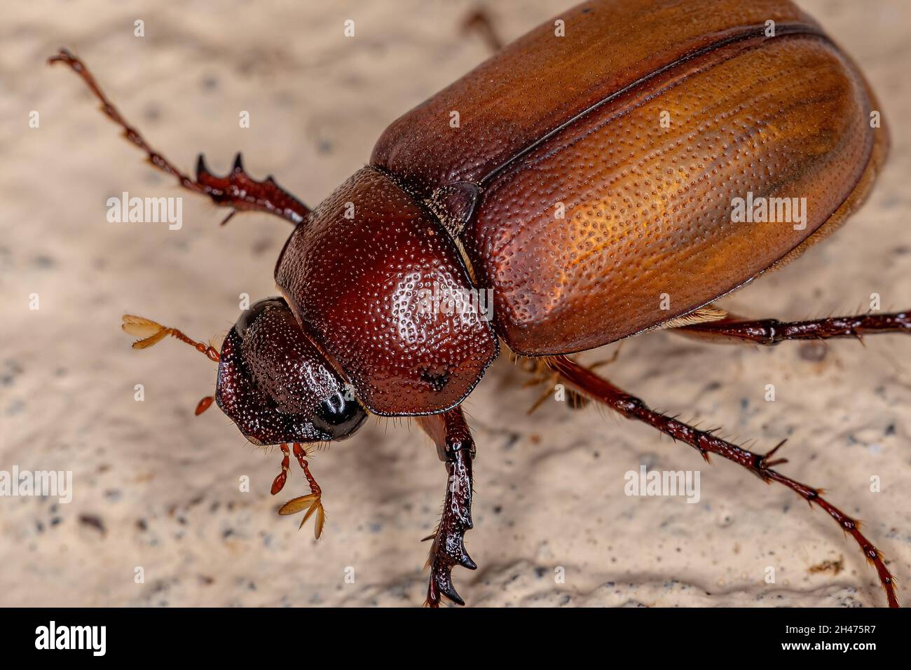 Adulto June Beetle de la Subfamilia Melolonthinae Foto de stock