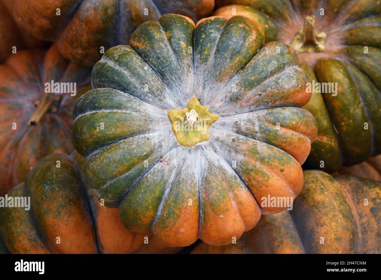Vista superior de calabaza verde y naranja 'Musque de Provence' en pila Foto de stock