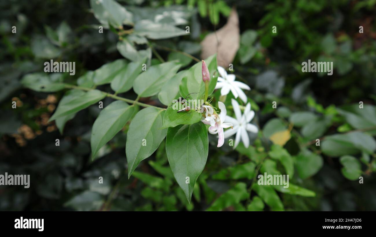 Jazmín catalán fotografías e imágenes de alta resolución - Alamy