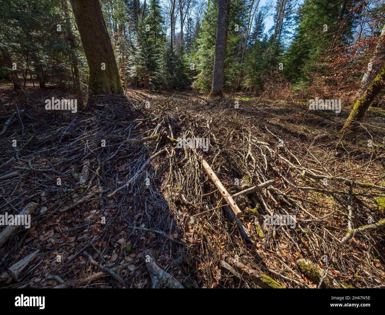 Las ramas dejaron en el suelo después de los trabajos de mantenimiento forestal. Foto de stock