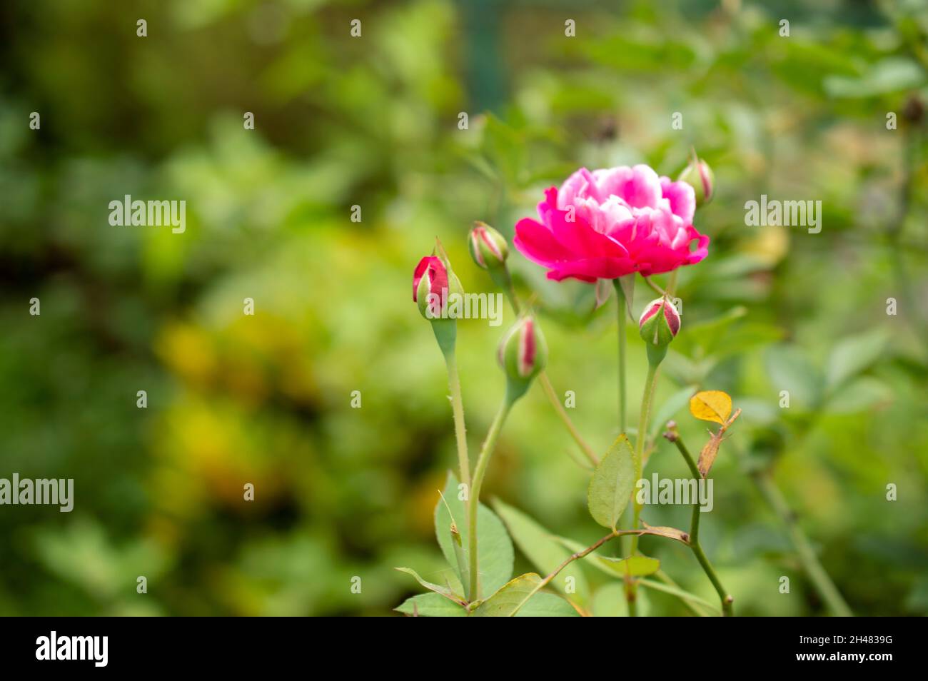 Significado de las rosas fotografías e imágenes de alta resolución - Alamy