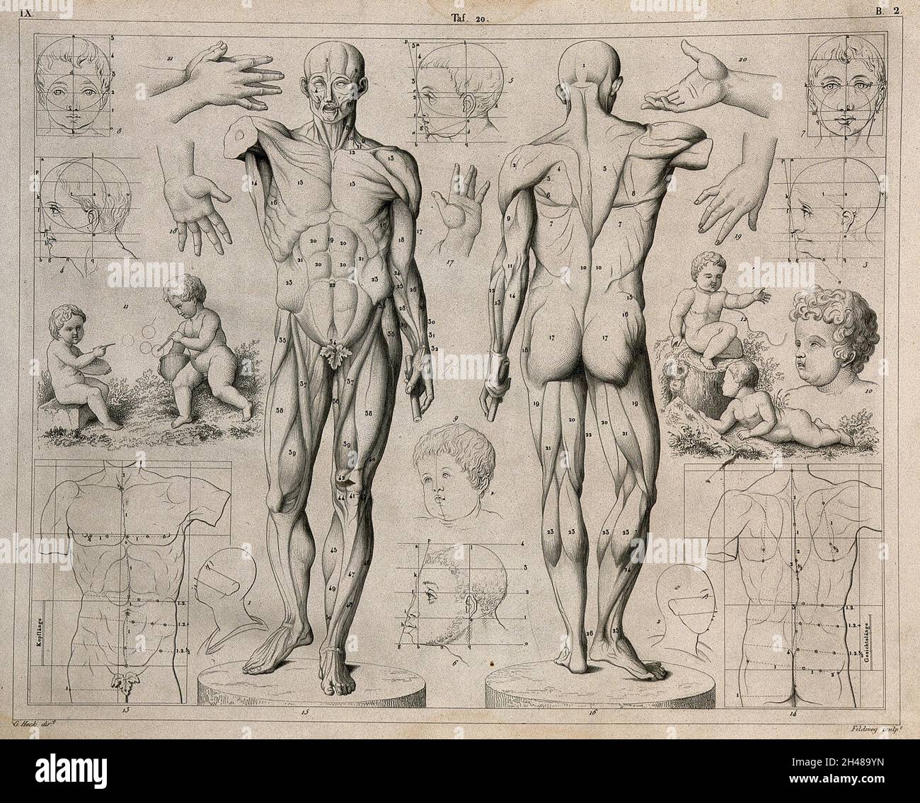 Anatomía artística: Veinte figuras que ilustran las proporciones