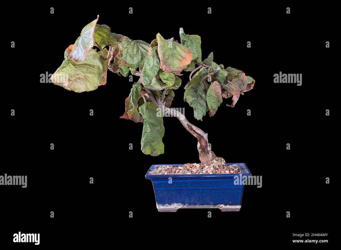 bonsai de avellana decorativa sobre fondo oscuro Foto de stock